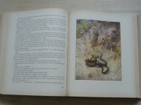 Nový zlatý věnec (SNDK 1967) Antologie české literatury pro mládež z doby mezi dvěma svět. válkami
