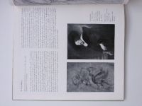 Eckardt - Peter Paul Rubens (1984) německy - katalog