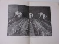 Macků - Pěstování žampionů a jiných jedlých hub v malém i ve velkém (1946)