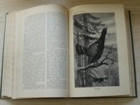 Bergmiller - Erfahrungen auf dem Gebiete der hohen Jagd (Stuttgart 1912)