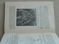 Vaněk - Ošetřování a řez tvarových stromů a zákrsků ovocných s dodatkem o řezu révy vinné (1925)