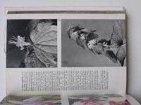 Novak - The Pictorial Encyclopedia of Plants and Flowers (1974) anglicky - botanika