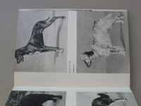 Najman - Atlas plemen psů (1973)