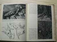 Staněk - S kamerou za zvěří našich lesů (1940)