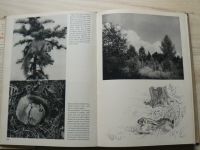 Staněk - S kamerou za zvěří našich lesů (1940)