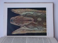 Vogel - Reptile Life (nedatováno) anglicky - život plazů