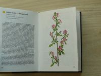 Pilát - Kapesní atlas rostlin (1988) il. Ušák