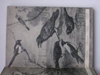 Makatsch - Die Vögel in Feld und Flur (1953) německy - ptáci na polích a nivách