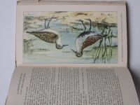 Creutz - Taschenbuch der heimischen Sumpf- und Wassevögel (1954) německy - brodiví a vodní ptáci